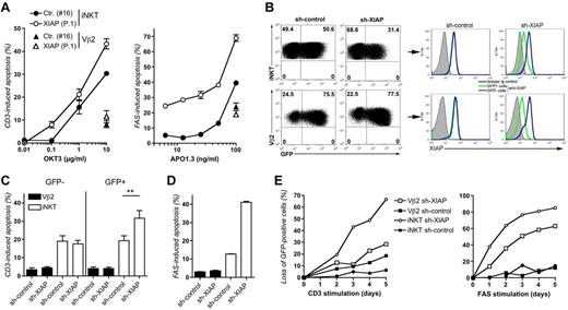Figure 4. XIAP-deficiency worsens the proapoptotic phenotype of iNKT cells. (A) Apoptosis of expanded iNKT and Vβ2 T cells from 1 XIAP-deficient patient (P.1 in Figure 1) and 1 healthy donor (No. 16) stimulated with anti-CD3 or anti-FAS antibodies. Data are representative of 1 experiment of 2. Assays were done in duplicate (error bars correspond to SD). (B) GFP (left panels) and XIAP (right panels) expressions in iNKT and Vβ2 T cells from healthy donors infected with a lentiviral pLKO-GFP vector containing either a shRNA for XIAP (sh-XIAP) or scramble shRNA (sh-control), tested at day 4 after infection. Histograms correspond to staining with anti-XIAP antibody or isotype control in GFP-positive (GFP+) and GFP-negative (GFP−) cells. (C) Apoptosis of GFP+ and GFP− iNKT and Vβ2 T cells stimulated with anti-CD3 antibody. Data are mean ± SD of 3 independent experiments with 3 different healthy donors (Nos. 6, 9, and 13) with assays done in duplicate. Paired, 2-tailed t test (**P < .01). (D) Apoptosis of GFP+ iNKT and Vβ2 cells stimulated with anti-FAS antibody. Data correspond to 1 experiment representative of 2 with assays done in duplicate (error bars correspond to SD). (E) Same as in panels C and D, except that cells were repeatedly treated with anti-CD3 or anti-FAS antibodies every day and the proportions of GFP+iNKT and GFP+Vβ2 cells in cultures was determined by flow cytometry. Data represent the loss of GFP+ cells targeted with the shRNA for XIAP or the sh-control within the culture compared with the percentage of GFP+ cells at day 0. One representative experiment of 2.