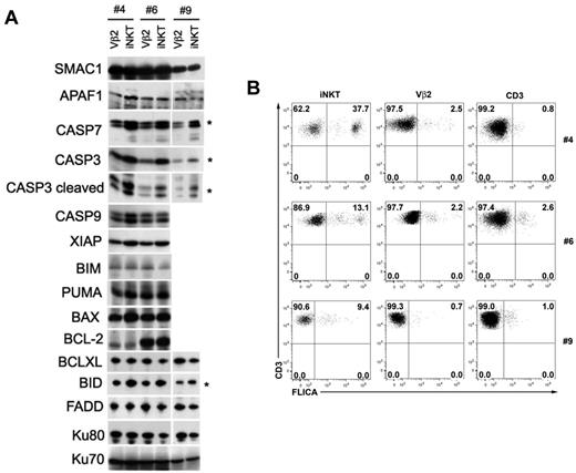 Figure 5. iNKT cells express high amounts of caspases in contrast to conventional Vβ2 T cells. (A) Expression of pro and anti-apoptotic proteins in expanded iNKT and Vβ2 T cell lysates from 3 healthy donors (Nos. 4, 6, and 9) analyzed by SDS-PAGE and subsequent western-blotting. Asterisk (*) corresponds to proteins overexpressed in iNKT cells, relative to Vβ2 T cells. (B) Detection of active caspases by flow cytometry in fresh isolated iNKT cells, Vβ2 T cells and CD3+ T cells from PBMCs of 3 healthy donors (Nos. 4, 6, and 9). After gating on CD3+TCR-iNKT+ (iNKT), CD3+TCRVβ2+ (Vβ2), or CD3+ T cells (CD3+), cells were stained by a fluorescent inhibitor of activated caspases (FLICA) allowing detection of activated caspases.