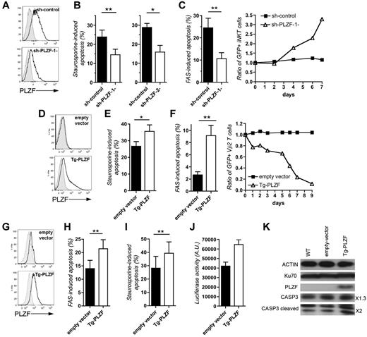 Figure 6. The transcription factor PLZF controls the proapoptotic phenotype of iNKT cells. (A) Expression of PLZF in expanded GFP+iNKT targeted by a control shRNA (sh-control) or specific for PLZF (sh-PLZF) by flow cytometry. Gray histograms, isotype control; black lines, anti-PLZF. One representative experiment of 4. (B) Staurosporine-induced apoptosis of GFP+iNKT cells targeted with a control shRNA (sh-control) or 2 shRNA specific for PLZF (sh-PLZF-1-, n = 6; sh-PLZF-2-, n = 3). (C) Same as in panel B except that GFP+iNKT cells were analyzed for FAS-induced apoptosis (left panel, n = 5). In the right panel, cells were repeatedly treated with anti-FAS antibodies every 24 hours and the proportions of GFP+ cells in the cultures were determined. Data represent the ratio of the percentage of GFP+ cells in the culture to the percentage of GFP+ cells at time 0. One representative experiment of 2 with 2 donors (Nos. 4 and 9). (D) Expression of PLZF in expanded Vβ2 T cells infected by a lentiviral empty vector (empty vector) or containing a PLZF transgene (Tg-PLZF). Gray histograms, isotype control; black lines, anti-PLZF. One representative experiment of 4. (E) Staurosporine-induced apoptosis in GFP+ Vβ2 T cells expressing the empty vector (empty vector) or a PLZF transgene (Tg-PLZF; n = 3, donors Nos. 4, 6, and 9). (F) Same as panel C. FAS-induced apoptosis in GFP+ Vβ2 T cells expressing the empty vector (empty vector) or a PLZF transgene (Tg-PLZF; n = 4, donor Nos. 4, 6, and 9). (G) Expression of PLZF in Jurkat cells infected by a lentiviral empty vector (empty vector) or containing a PLZF transgene (Tg-PLZF). Gray histograms, isotype control; black lines, anti-PLZF. (H) FAS-induced apoptosis in Jurkat cells expressing PLZF (Tg-PLZF) or not (empty vector; n = 4). (I) Staurosporine-induced apoptosis in Jurkat TAg cells infected by a lentiviral empty vector (empty vector) or containing a PLZF transgene (Tg-PLZF) PLZF (Tg-PLZF; n = 3). (J) Activity of the promoter P1 of caspase 3 measured by a reporter luciferase assay in Jurkat TAg cells expressing PLZF (Tg-PLZF) or the empty vector. Data of 2 independent experiments with quintuplicates, mean ± SD. (K) Expression of actin, PLZF, caspase 3 (CASP3), cleaved caspase 3 (CASP3 cleaved), and Ku70 (as loading control) in wild-type Jurkat TAg cells (WT) or expressing PLZF (Tg-PLZF) or the empty vector by Western blotting. On the right, quantification of caspase 3 and cleaved caspase 3 expressions in Jurkat TAg cells expressing PLZF compared with the empty vector and normalized on actin expression. One representative experiment of 2. Paired, 2-tailed t tests in panels B, C, E, F, H, and I with data mean ± SD and n = number of independent experiments with duplicate (*P < .05, **P < .01, ***P < .001).