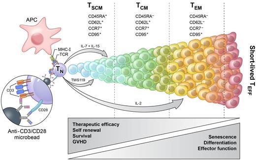 Programming T-cell fates for therapeutic use. After antigen encounter or stimulation with anti-CD3 and anti-CD28 antibody-conjugated microbeads, naive T cells (TN) enter a program of proliferation and differentiation that culminates in the generation of terminally differentiated short-lived effector T cells (TEFF). During this process of maturation, T cells progressively acquire effector functions but simultaneously lose their capacities for self-renewal and survival, diminishing their therapeutic effectiveness. Cytokines and small molecules can be used to modulate this process and preferentially generate a desired T-cell subset. IL-2 induces effector memory T cells (TEM), while IL-7 and IL-15 can be used in combination to generate T memory stem cells (TSCM). TSCM can also be induced by targeting the Wnt/β-catenin signaling pathway with TWS119 or other inhibitors of GSK-3β. APC indicates antigen presenting cell; and TCM, central memory T cell.