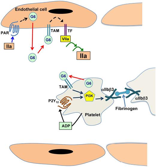 Gas6 (G6) exerts prothrombotic properties in the hematopoietic and vascular compartments. Shown is a highly simplified cartoon model of effects of Gas6 on platelets and endothelial cells. As platelets adhere and activate on contact with damaged endothelial cells (not shown), platelet aggregation is achieved through synergistic intracellular signaling events that are mediated by Gas6-TAM and ADP-P2Y12 interactions. These induce activation of PI3-kinase that in turn, leads to sustained activation of αIIbβ3 and engagement with fibrinogen. Thrombin (IIa), presumably acting via one of the protease activated receptors (PAR), induces the release of Gas6 from endothelial cells by unknown mechanisms. Gas6 that is released (or circulating) subsequently binds to one of the TAMs, which leads to up-regulation of tissue factor (TF), again via unknown mechanisms. TF can then initiate coagulation, first by binding to factor VIIa, ultimately leading to further thrombin generation and the formation of a fibrin clot (not shown). Relative sources of Gas6 have not been elucidated, and there is likely cross-talk between cells. The possible contribution of smooth muscle cells and other circulating cells is not shown.
