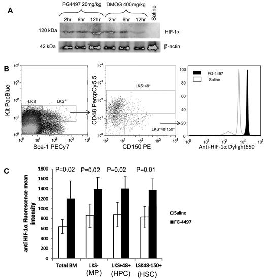 Figure 1. PHD inhibitors stabilize HIF-1α in vivo. (A) Mice were injected with a single dose of 20 mg/kg of FG-4497, 400 mg/kg of DMOG, or saline and BM cells were harvested at 2, 6, and 12 hours after injection. Cell lysates from 8 × 104 BM cells were run on a SDS-PAGE gel for each time point. After electro-transfer, membrane was blotted with rabbit anti–HIF-1α and anti–β-actin antibodies. (B-C) Mice were injected twice with saline or 20 mg/kg of FG-4497 at 12 and 2 hours prior to harvesting. (B) Typical plots showing the gating strategy to measure intracellular HIF-1α in BM cells. Intracellular HIF-1α protein in HSPC populations was measured by flow cytometry (C). Data are shown as means ± SD (4 mice per group) of the mean fluorescence intensities of HIF-1α fluorescence profiles in total BM leukocytes, LKS+ CD48+ lineage-restricted HPCs, LKS+CD48+CD150− multipotent progenitors, and LKS+CD48−CD150+ HSCs. Significance levels were calculated using a t test.
