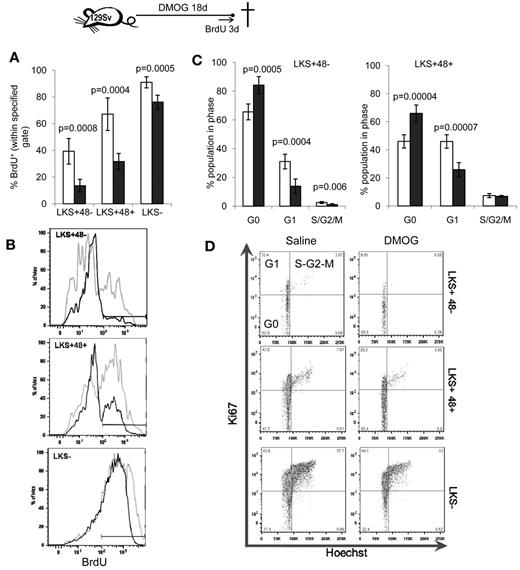 Figure 2. PHD inhibitors decrease HSPC proliferation in vivo. 129Sv mice were administered DMOG (black columns) or saline (white columns) daily for 18 days. BrdU was administered in the drinking water for the last 3 days of the experiment. (A) Percentage of BrdU+ cells. Data are shown as means ± SD from 5 mice per group. (B) Typical BrdU incorporation flow cytometry profiles for saline-treated (gray) and DMOG-treated (black) mice in LKS+48− HSCs, LKS+48+ and LKS− HPCs. (C) Cell-cycle analysis on LKS+48+ HPCs and LKS+48− HSCs from mice treated with DMOG or saline. (D) Representative dot plots showing the proportion of cells in each phase of the cell cycle after in vivo treatment with saline or DMOG for 18 days. Data in histograms are means ± SD from 5 different mice per group. Significance levels were calculated using a t test.