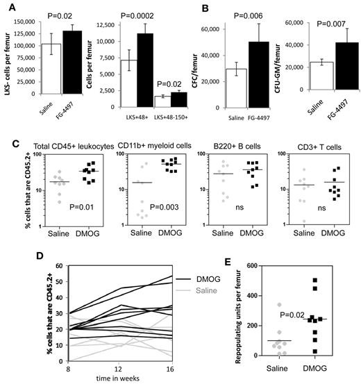 Figure 4. In vivo stabilization of HIF-1α increases the number of HSCs and HPCs in the BM. (A) Number of LKS+48-150+ HSCs, LKS+48+ lineage-restricted HPCs, and LKS- myeloid progenitors in mouse BM after a 6-day treatment with saline or FG-4497 in vivo. Data are shown as the means ± SD from 6 mice per treatment group. (B) Number of total CFCs and CFU-GEMM after a 6-day treatment with saline or FG-4497 in vivo. Data are shown as the means ± SD from 6 mice per treatment group. (C) Competitive repopulation assay after treatment with DMOG or saline for 18 days. BM cells from 10 CD45.2+ donor mice per treatment group were pooled within each treatment group. A total of 200 000 CD45.2+ BM cells from each treatment group were transplanted with 200 000 competitive whole BM cells from untreated congenic B6.SJL CD45.1+ mice into 9 lethally irradiated CD45.1+ recipients. CD45.2+ donor contribution was measured in the blood 16 weeks after transplantation in total CD45+ leukocytes, CD11b+ myeloid cells, B220+ B cells, and CD3+ T cells by flow cytometry (all recipients showed multilineage chimerism with over 0.5% donor CD45.2+ contribution in each lineage). Each dot represents an individual recipient; the bar represents the average. (D) Percentage of CD45.2+ donor leukocytes in the blood at 8, 12, and 16 weeks after transplantation. Each line represents an individual mouse (black lines are DMOG-treated donors; gray lines are saline-treated donors). (E) Number of RUs/femur from donor chimerism at 16 weeks after transplantation. Data are shown as the means ± SD from 9 mice per group. Significance levels were calculated using a t test (A-B) or Mann-Whitney test (C,E).