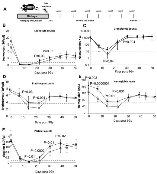 Figure 5. HIF-1α stabilization enhances blood recovery after severe sublethal irradiation. (A) Timeline of DMOG/saline administration, irradiation, and follow-up during recovery. Time course of blood leukocytes (B), granulocytes (C; measured by flow cytometry on CD11b+ Ly6-G+ cells), erythrocytes (D), hemoglobin (E), and platelets (F) after 9.0 Gy of irradiation of C57BL/6 mice pretreated with saline or DMOG for 18 days. Dashed lines show levels of leukopenia, neutropenia, anemia, and thrombocytopenia. Data are shown as the means ± SD from 12 different mice per treatment group. Significance levels were calculated using a t test.