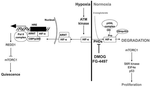 Figure 7. Regulation of the HIF-1α protein under hypoxic and normoxic conditions, the effect of PHD inhibitors on HIF-1α stabilization, and possible effects on HSC quiescence/proliferation via the ATM kinase and mTORC pathways. S6R kinase indicates S6 ribosomal protein kinase; EIF4e, eukaryotic initiation factor 4E; HRE, hypoxia-responsive element; REDD1, regulated in development and DNA response 1.