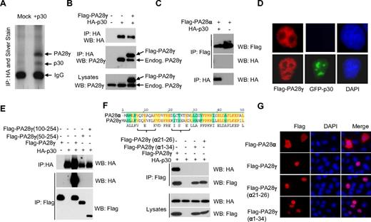 Figure 1. The proteasome activator PA28γ is a cellular partner for HTLV-1 p30. (A) 293T cells transfected with HA-p30 were immunoprecipitated with α-HA (3F10), and samples were analyzed by SDS-PAGE and silver staining. Specific bands were analyzed by mass spectrometry. (B) 293T cells were co-transfected with HA-p30 and Flag-PA28γ, and cell lysates were immunoprecipitated with the indicated antibodies and blotted with either HA or PA28γ antibodies to detect both FLAG-tagged and endogenous PA28γ. (C) HTLV-1 p30 does not interact with PA28α. 293T cells were transfected, immunoprecipitated, and immunoblotted with the indicated antibodies. (D) p30 expression does not alter PA28γ immunolocalization. Cells were transfected with GFP-p30 with or without FLAG-PA28γ. Immunofluorescence was performed after 48 hours. (E) p30 interacts within the first 50 amino acid residues of PA28γ. 293T cells were co-transfected with the indicated PA28γ mutant constructs along with p30 HA, and were immunoprecipitated and immunoblotted. (F) Alignment of the PA28γ and PA28α amino acid sequence. Swapping a 6 amino acid α helix region from PA28γ with those of PA28α abrogates p30 interaction with PA28γ in cotransfection experiments. (G) Nuclear localization of PA28γ(α21-26) is not altered. HeLa cells were transfected with PA28α, PA28γ, PA28γ(α21-26), and PA28γ(α1-34), fixed and stained with α-FLAG, and visualized by immunofluorescence.