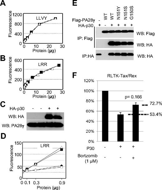 Figure 2. p30 binding to PA28γ does not inhibit PA28γ proteasomal activity. (A-B) Cell lysates from cells expressing p30 (open triangles) or mock-transfected cells (closed squares) were used in proteasomal activation assays as described in “Methods.” Samples were assayed for their ability to cleave the fluorescent substrates LLVY (A) or LRR (B), which detect the activity of PA28α and PA28γ, respectively. (C) Cell lysates from panel A were Western blotted as indicated. (D) Eluted protein complexes isolated as in panel A were subjected to proteasomal activity assays as described in panel A. Mock-transfected (open circles), PA28γ (closed squares), PA28γ + p30 (open triangles), or PA28γ N151S (closed diamonds) were assayed for their ability to cleave LRR to detect PA28γ activity. (E) The interaction between the PA28γ and PA28γ mutant defective for proteasome activation (N151Y, N151S, G150S), (Δ245-254, P245A) and p30HA were analyzed after transient expression in 293T cells. (F) 293T cells were transfected with RL-TK-tax/rex in the presence or absence of p30 and treated with proteasome inhibitor Bortzomib at 1 micromolar for 24 hours and assayed for renilla activity.