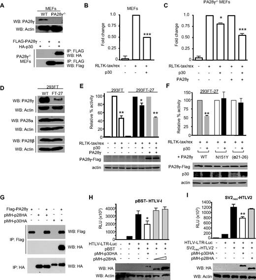 Figure 3. Both interaction with PA28γ and PA28γ proteasomal activity are required for p30-mediated inhibition of tax/rex RNA. (A) p30 retains the ability to interact with exogenously expressed PA28γ in MEF PA28γ knockout cells. (B-C) p30-mediated repression of tax/rex RNA is reduced in MEF PA28γ−/− compared with MEF wild-type cells. p30 activity is rescued by exogenous expression of FLAG-PA28γ. (D) Characterization of FT-27 cells stably knocked-down for endogenous PA28γ. Western blots show drastically reduced PA28γ expression, whereas expression of related PA28α and PA28β were not affected by shRNA used. (E) p30 efficiently inhibits tax/rex mRNA in 293FT cells but not in FT-27 knocked down for PA28γ expression. Lack of p30-mediated repression was rescued by ectopic expression of a PA28γ expression vector. (F) In contrast to PA28γ, a PA28γ mutant defective for proteasome activation N151Y cannot rescue p30-mediated repression of tax/rex RNA. PA28γ (α21-26), unable to bind p30, was not able to rescue p30-mediated repression of tax/rex RNA. Western blots show p30 and PA28γ expression in transfected cells. (G) FLAG-PA28γ was transfected into 293T cells in the presence or absence of p30-HA or p28-HA expression vectors. Cell lysates were used for immunoprecipitations as indicated. (H) Repressive effects of p30 and p28 were analyzed by transfection of 293T cells with HTLV-1 molecular clone pBST, HTLV-1-LTR-luciferase reporter and either p30HA or p28HA as indicated. Western blots were performed to show relative levels of p30 and p28 expression. Results are representative of 3 independent experiments. (I) Repressive effects of p30 and p28 were analyzed by transfection of 293T cells with HTLV-2 molecular clone SV2neoHTLV-2, HTLV-1-LTR-luciferase reporter and either p30HA or p28HA as indicated. Western blots were performed to show relative levels of p30 and p28 expression. Results are representative of 3 independent experiments, P values for all the panels using 1-way ANOVA with Bonferroni multiple comparison posttest (*P < .5, **P < .01, and ***P < .001).