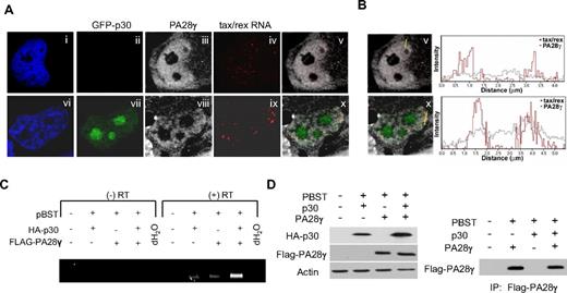 Figure 4. p30 specifically recruits PA28γ to trap viral tax/rex RNA into the nucleus. (A) Simultaneous in situ hybridization detection of the tax/rex viral mRNA, immunolocalization of endogenous PA28γ and GFP-p30 show nuclear accumulation of tax/rex mRNA in the presence of GFP-p30. (B) To quantify the level of colocalization between tax/rex RNA detected by RNA FISH and PA28gamma, we measured their signal intensity profiles in cells with and without p30. The signal intensity profiles indicate that there is an increased level of PA28gamma at the sites of tax/rex RNA localization in the presence of the p30 protein in comparison to the cells without p30. (C) RNA immunoprecipitation shows specific recruitment of PA28γ onto the tax/rex mRNA in the presence of p30. HTLV-1 molecular clone pBST was transfected along with p30HA and/or FLAG-PA28γ into FT-27 PA28γ knockdown cells. Lysates were immunoprecipitated with anti-FLAG antibody and RNA extracted TRIzol and analyzed by RT-PCR for the presence of tax/rex or p21rex mRNA. (D) Western blot was performed on cell lysates to confirm p30HA expression and similar expression of transfected FLAG-PA28γ. Similar amounts of PA28γ were immunoprecipitated using the FLAG antibody as shown by Western blotting of immunoprecipitates.
