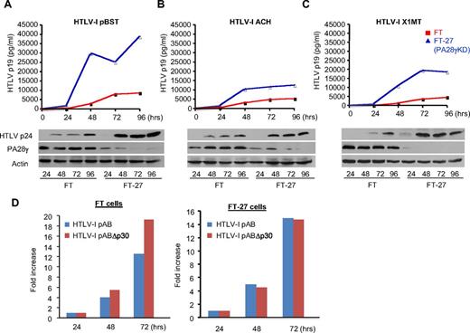 Figure 5. Inhibition of PA28γ expression increases HTLV-1 replication and virus production. (A-C) ELISA p19 assay was performed every 24 hours for 96 hours after transfection of 293FT and FT-27 cells with distinct HTLV-1 molecular clones (pBST, ACH, and X1MT). Western blots analyses confirmed increased p24 in FT-27 cells lacking PA28γ expression. (D) Replication of HTLV-1 molecular clone pAB and its counterpart pABΔp30 was analyzed in FT and FT-27 cells transfected with respective molecular clones and HTLV-1-LTR-luciferase.
