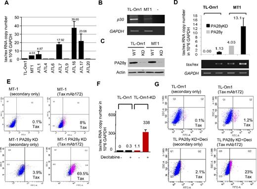 Figure 6. Reactivation of viral gene expression from HTLV-1 latently infected ATLL cells. (A) Taqman quantification of tax/rex RNA copy number per million GAPDH in MT-1, TL-Om1, and 8 additional uncultured ATLL samples. Standard deviations were calculated from 4 independent experiments. (B) RT-PCR detection of p30 RNA expression in TL-Om1 and MT-1 cells using LTR2 and TF4 for 43 cycles. (C) Western blot analyses showing knockdown (KD) of PA28γ expression in MT-1KD and TL-Om1KD cell lines. (D) Taqman quantification of tax/rex RNA copy number per million GAPDH in MT-1, MT-1KD, TL-Om1, and TL-Om1KD cells. Standard deviations were calculated from 2 independent experiments. Agarose gel amplification is shown underneath. (E) Intracellular staining for detection of Tax expression by FACS in MT-1 parental cell line and MT-1KD cells using Tax monoclonal antibody Tab172. (F) Taqman quantification of tax/rex RNA copy number per million GAPDH in TL-Om1 and TL-Om1KD treated with decitabine (1μM) for 72 hours. Standard deviations were calculated from 2 independent experiments. (G) Intracellular staining for detection of Tax expression by FACS in TL-Om1 parental cell line and in TL-Om1KD cells treated with decitabine using Tax monoclonal antibody Tab172.