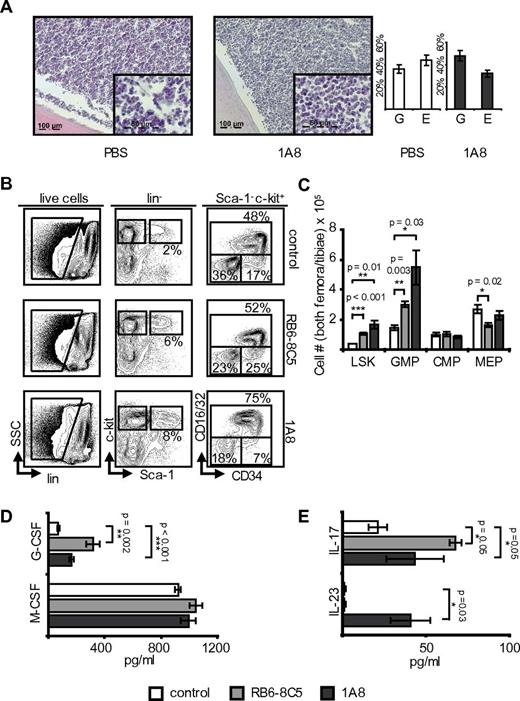 Figure 1. Neutropenia induces expansion of myeloid hematopoietic progenitors and myelopoietic cytokines. (A) H&E-stained femora of neutropenic and control C57BL/6 mice on day 8 of treatment with granulocyte/erythrocyte ratio (microscope: Apotome, Zeiss; acquisition software: Axiovision Rel 4.8.2, Zeiss; magnification 63× and 20×). Note that marrow cellularity remains high in neutropenic animals and the increased granulocyte/erythrocyte ratio in antibody-treated mice. (B) Marrow flow cytometry including gating strategy in C57BL/6 wild-type mice. Myeloid progenitor cells (lin− CD127− Sca-1− c-kit+) were further differentiated into GMP (CD16/32+ CD34+), CMP (CD16/32− CD34+), and MEP (CD16/32− CD34−). Note expansion of the LSK population and increase of GMP at the cost of MEP. (C) Absolute marrow cell numbers calculated to reflect total cell counts in both hind limbs (n = 3). RB6-8C5: p(LSK) < 0.001; p(GMP) = 0.003; p(MEP) = 0.02; p(CMP) = not significant (NS); 1A8: p(LSK) = 0.01; p(GMP) = 0.03; p(MEP) = NS; p(CMP) = NS. (D) Plasma G-CSF and M-CSF levels in control and neutropenic C57BL/6 mice. Note the significant increase of G-CSF (n = 3). G-CSF: p(RB6-8C5) = 0.002; p(1A8) < 0.001; M-CSF: p(1A8 and RB6-8C5) = NS. (E) Plasma IL-17 and IL-23 levels in control and neutropenic C57BL/6 mice (n = 3 each group). IL-17: p(RB6-8C5) = 0.05; p(1A8) = 0.05; IL-23: p(RB6-8C5) = NS; p(1A8) = 0.03.