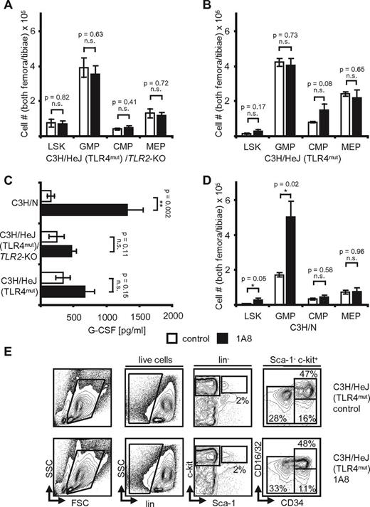 Figure 5. Neutropenia-induced feedback regulation is TLR-dependent. (A) Absolute cell numbers in hind limb marrows of C3H/HeJ/TLR2-KO mice. Note that control and neutropenic mice (n = 5, each) are identical. p(LSK, GMP, CMP, and MEP) = NS. (B) Absolute cell numbers in hind limb marrows of C3H/HeJ mice after 8 days of 1A8-induced neutropenia. There are no significant differences in control versus neutropenic mice (n = 5). p(LSK, GMP, CMP, and MEP) = NS. (C) Plasma G-CSF levels in control and neutropenic C3H/N, C3H/HeJ/TLR2-KO, and C3H/HeJ mice. Note the significant increase of G-CSF levels in C3H/N and the insignificant differences in C3H/HeJ mice (n = 5). p(C3H/N) = 0.002; p(C3H/HeJ/TLR2-KO) = NS; p(C3H/HeJ) = NS. (D) Absolute cell numbers calculated to reflect total cell counts in both femora and tibiae of n = 3 C3H/N wild-type mice after treatment with 1A8 for 8 days. Note the significant changes of LSK and GMP. p(LSK) = 0.05; p(GMP) = 0.02; p(CMP) = NS; p(MEP) = NS. (E) Flow cytometric analyses of marrow cells in control and 1A8-treated C3H/HeJ mice. Note equal numbers in control and neutropenic mice.