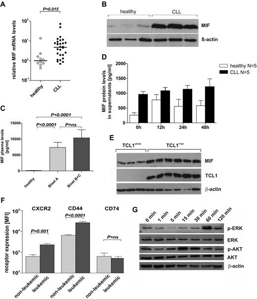 Figure 1. MIF and MIF receptor expression in human and murine CLL. (A) Quantitative RT-PCR from purified B cells of healthy donors (n = 10) and of CLL patients (n = 30). Mean ± SEM of MIF mRNA expression in CLL patients was 8.9 ± 2.8 compared with 2.3 ± 1.3 in healthy donors relative to peptidylprolylisomerase A mRNA levels (P = .015, Mann-Whitney U test). (B) Representative immunoblot for MIF and β-actin protein in lysates of B cells from healthy donors (n = 5; > 95% CD19+ cells) and leukemic B cells from CLL patients (n = 10; > 95% CD19+ cells). Overexpression of MIF protein in human CLL cells (P = .0007). (C) MIF plasma levels in 49 patients with CLL and 50 age-matched healthy donors. Significantly elevated MIF plasma levels were found in CLL patients (7353 ± 1618 pg/mL for Binet A, n = 26; and 10 360 ± 2508 pg/mL for Binet B + C, n = 23) compared with healthy controls (105 ± 17 pg/mL; P < .0001). The difference of MIF levels in early stage (Binet A) versus advanced stage (Binet B + C) CLL patients was not significant. (D) MIF protein levels by ELISA in cell culture supernatants of purified CLL cells and CD19+ peripheral blood B cells (n = 5 each) cultured for 0-48 hours. CLL cells release more MIF than healthy B cells (P < .01 by a 2-way ANOVA). (E) Representative immunoblot for MIF, TCL1, and β-actin in lysates of splenocytes from leukemic Eμ-TCL1+ mice (n = 6) and nonleukemic wild-type control animals (n = 3). Overexpression of MIF protein in murine CLL cells (P = .0017). (F) Surface expression of MIF receptors CXCR2, CD44, and CD74 on TCL1+/wt nonleukemic (IgM+CD5−; n = 5) and leukemic (IgM+CD5+; n = 5) murine B cells. Increased receptor expression on leukemic versus nonleukemic B cells seen for CXCR2 and CD44. No difference in CD74 receptor expression in leukemic and nonleukemic B cells. MFI indicates mean fluorescence intensity. (G) Representative immunoblot for p-ERK, t-ERK, p-AKT, t-AKT, and β-actin in lysates of isolated splenic B cells from Eμ-TCL1 mice, stimulated with 100 ng/mL recombinant MIF for 0, 1, 5, 15, 30, 60, and 120 minutes.