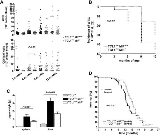 Figure 2. Absence of MIF delays CLL development and prolongs overall survival. (A) WBC (top panel) and malignant (IgM+CD5+) B cells (bottom panel) over time in TCL1+/wtMIFwt/wt (●) and TCL1+/wtMIF−/− (○) mice. Y-axis modified to accommodate high cell counts in leukemic mice. TCL1+/wtMIFwt/wt mice have higher WBC and malignant B cells than TCL1+/wtMIF−/− mice. (B) Incidence of CLL over time. TCL1+/wtMIFwt/wt mice develop leukemia with a WBC > 20 × 109/L more frequently than TCL1+/wtMIF−/− mice (P = .02, log rank test). Y-axis truncated at 50% because not all animals develop WBC > 20 × 109/L. (C) Increased spleen and liver weight in TCL1+/wtMIFwt/wt versus TCL1+/wtMIF−/− mice at month 12. (D) Prolonged overall survival of TCL1+/wtMIF−/− (n = 60) versus TCL1+/wtMIFwt/wt mice (n = 60). The difference of 80 days was significant with P = .0003 (log-rank test). + indicates censored events (not caused by CLL).