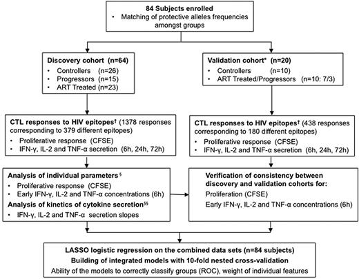 Figure 1. Study design and flow chart of immunomonitoring model development. We investigated 84 subjects in whom HLA class I genotype was determined at the A, B, and C loci by high-resolution typing.37 For all alleles present at medium or high frequency in our cohorts, we defined panels of optimal HIV-1 epitopes referenced in the Los Alamos National Laboratory databases (http://www.hiv.lanl.gov) and published data.51,52 The 6 alleles of the HLA genotype of each subject then determined a panel of 16-26 (median 22) HIV-1 epitopes tested in functional assays. The participants were randomly subdivided into a discovery cohort and a validation cohort. Subjects were further classified as controllers, progressors, and ART-treated subjects. The progressor and ART-treated groups were enriched in subjects carrying protective HLA alleles to approximately match their prevalence in the controller groups. We used freshly isolated PBMCs to measure proliferation and cytokine secretion by HIV-1–specific CD8 T cells in response to the single optimal HIV-1 epitopes. We first analyzed individually the immunologic variables generated in the discovery cohort and subsequently combined them to build high-dimensional integrated models. The validation cohort was investigated to verify data consistency with the discovery cohort and to assess the ability of the models trained on the discovery dataset to appropriately discriminate among classes of subjects in independent groups of HIV-1–infected subjects. *Treated and untreated progressors were grouped in the validation dataset to develop a binary predictive model (controller vs treated/progressor classification). Detailed analyses of the discovery cohort dataset showed that combination of these groups is appropriate. †For each subject investigated, the panel of epitopes tested in the functional assays was determined by the HLA class I genotype. §Data were analyzed by general linear mixed models controlling for clustering within subjects. §§Data were analyzed by general linear mixed models controlling for clustering within subjects, with time integrated as a continuous variable.