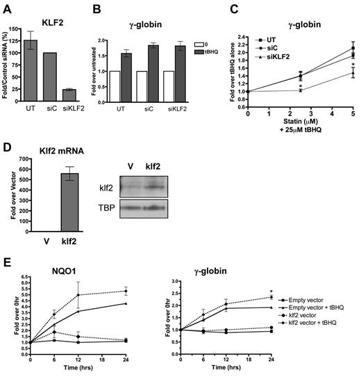 Figure 2. KLF2 is essential for and contributes significantly to statin enhancement of tBHQ-induced γ-globin gene expression. K562 cells were transiently transfected with siRNA specific for KLF2. Twenty-four hours later, cells were treated with tBHQ or tBHQ and simvastatin (statin) for 48 hours before RNA isolation. Mock transfection (UT) and control siRNA (siC) were used as controls. (A) qPCR results measuring KLF2 steady-state mRNA levels 24 hours after siRNA transfection presented as the percentage relative to siC. (B) Effect of KLF2 siRNA on 25μM tBHQ-induced γ-globin mRNA levels. Results are expressed as the fold increase over untreated controls to emphasize that KLF2 knock-down had no effect on tBHQ induction of γ-globin. (C) Effect of KLF2 siRNA on statin-enhanced tBHQ-induced γ-globin mRNA levels. Results are expressed as the fold increase over tBHQ alone to emphasize the fold induction-dependent on the addition of statin. Error bars represent ± SEM. *P < .05 compared with siC at 2.5 or 5μM statin (n = 3). (D-E) klf2 overexpression significantly enhances tBHQ-induced γ-globin gene expression. (D) Real-time analysis of mRNA levels and Western blot analysis of nuclear extracts of empty vector (V) used as control and cells stably overexpressing murine klf2. TBP was used as a nuclear loading control. (E) Effect of overexpressing klf2 on tBHQ induction of V and γ-globin mRNA. Cells overexpressing V or klf2 were treated with tBHQ and harvested for RNA at 6, 12, and 24 hours after treatment. Results of real-time PCR are presented as the relative mRNA expression compared with 0-hour controls. Error bars represent ± SEM. *P < .05 (n = 2).