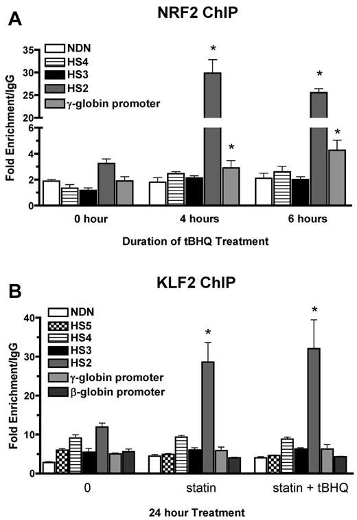 Figure 3. NRF2 and KLF2 bind HS2 of β-globin LCR in K562 cells. (A) NRF2 ChIP analysis of K562 cells treated with 25μM tBHQ for 0, 4, and 6 hours. (B) KLF2 ChIP analysis of K562 cells treated with 5μM statin or 5μM statin + 25μM tBHQ for 24 hours. qPCR was performed on immunoprecipitated DNA using primers that amplify HS5, HS4, HS3, HS2, γ-globin, and the β-globin promoter. The necdin promoter was used as a negative control and the NQO1 promoter was used as a positive control for the NRF2 ChIP. Results are expressed as the fold enrichment over IgG. Error bars represent ± SEM. *P < .05 compared with 0 hours or 0μM (n = 2).