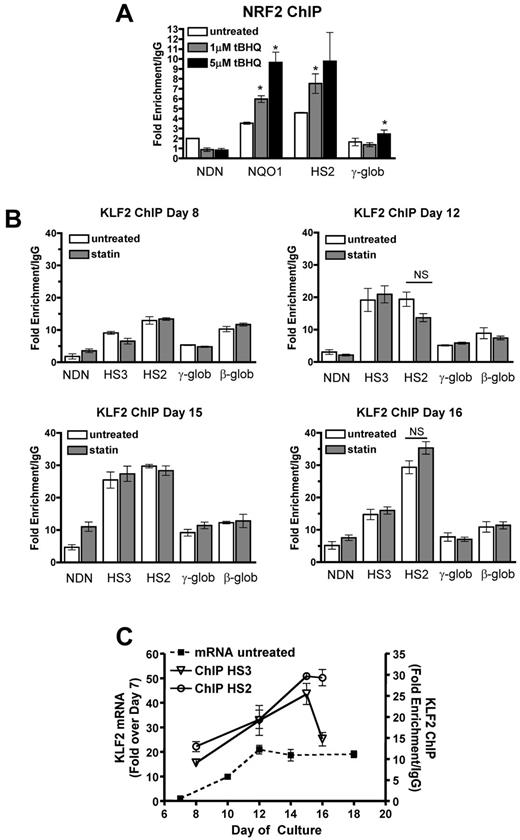 Figure 6. NRF2 and KLF2 bind the β-globin LCR in differentiating primary human erythroid cells. (A) NRF2 ChIP analysis of day 13 CD34+ cells during erythroid differentiation. Cells were treated with 1 and 5μM tBHQ on days 9, 11, and 13. (B) KLF2 ChIP of CD34+ cells treated with 5μM statin on day 5. Cells were harvested for cross-linking and ChIP analysis on days 8, 12, 15, and 16 of differentiation. qPCR was performed on immunoprecipitated DNA using primers that amplify HS3, HS2, γ-globin, and the β-globin promoter. The necdin promoter was used as a negative control and the NQO1 promoter was used as a positive control for the NRF2 ChIP. Results are expressed as the fold enrichment over IgG. (C) Comparison of KLF2 mRNA levels and KLF2 protein bound to HS3 and HS2. The data are presented on the same graph to illustrate KLF2 binding at specific points during differentiation compared with KLF2 gene expression. Error bars represent ± SEM. *P < .05 compared with 0μM concentration of drug. NS indicates not significant by t test (P < .05, n = 2).