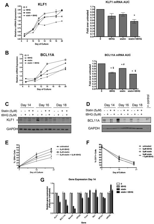 Figure 7. Statin and tBHQ decrease KLF1 and BCL11A in primary human erythroid cells. Human CD34+ peripheral blood cells were treated with statin and tBHQ during in vitro erythroid differentiation. For each drug treatment, gene expression on days 7-20 and mRNA expressed as AUC are shown for each gene (combined data from 2 independent experiments and 2 different donors). (A) KLF1 gene expression and (B) BCL11a gene expression. (C-D) Effect of tBHQ, simvastatin, and the combination on KLF1 and BCL11A protein expression on days 14, 16, and 18 of differentiation. KLF1 and BCL11A were separated using a 15% and 10% SDS-polyacrylamide gel, respectively. Cell lysate from an adult CLL patient was used as a positive control for BCL11A XL. The percentage of GPA+ cells (E) and CD71+ cells (F) throughout erythroid differentiation are shown. (G) Effect of drug treatment on expression of genes that normally increase or decrease during erythroid differentiation. Error bars represent ± SEM. *P < .05 compared with untreated; #P < .05 compared with tBHQ; $P < .05 compared with statin.