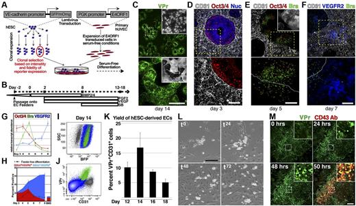 Figure 1. Hemato-endothelial differentiation of hESCs in serum-free conditions is augmented by coculture with vascular feeder cells. (A) hESCs that were transduced with a vascular specific reporter transgene, VE-cadherin-GFP/mOrange (VPr-hESCs), and clonally selected were placed in serum-free differentiation coculture with primary ECs (HUVECs) that had been transduced with E4ORF1 cDNA and expanded. (B) Cocultures were sequentially stimulated with a series of cytokines and a small-molecule inhibitor of TGF-β signaling; a schematic view of the differentiation protocol is shown. (C) VPr hESCs were differentiated on E4ORF1+ ECs from 14 days followed by confocal microscopy; a wide-field view of vascular colonies is shown. (D-F) hESCs that were differentiated in coculture with E4ORF1+ ECs were fixed on days 3, 5, and 7 and stained for the markers Oct3/4 (red, D-E), Brachyury (green, E-F), and VEGFR2 (blue, F); E4ORF1+ ECs were labeled by CD31 (white). (G) The crude hESC-derived population on days 3-8 of differentiation was separated from feeder cells by flow cytometry, and relative levels of the transcripts Oct3/4, Brachyury, and VEGFR2 were measured. (H) Surface expression of VEGFR2 and SSEA3 was measured on hESC derivatives at multiple time points during differentiation on EC feeders (solid area curve), as well as hESCs differentiated in feeder-free conditions (black line), and hESCs differentiated on non-EC bone marrow stromal cells (bar graph, measured at day 8). (I-J) VPr-hESCs were clonally labeled with PGK-BFP so that differentiated derivatives could be distinguished from feeder cells (I). (J) Flow cytometry identified a significant portion of the BFP+ population that was positive for the VPr transgene and CD31. (K) VPr-hESCs that were clonally labeled with PGK-BFP were isolated at multiple time points during differentiation, and the percentage of hESC derivatives expressing both the VPr transgene and CD31 was measured. (L) Endothelial cells were FACS isolated from hESC differentiation cultures based on expression of the VPr-GFP transgene and plated at a density of 5000 cells/cm2 on gelatin-coated tissue culture plastic. Time-lapse microscopy was performed over 5 days; 0-, 24-, 48-, and 72-hour time points are shown. (M) Commencing at day 13 during differentiation of VPr-hESCs on E4ORF1+ ECs, time-lapse confocal microscopy was performed over 3 days with addition of anti CD43-allophycocyanin antibody at 48 hours; 0-, 24-, 48-, and 50-hour time points are shown. (G-H) Error bars represent SD of experimental values performed in triplicate. (K) Error bars represent at least 6 replicates for each time point. (C-F) Lower panels: Higher power views of the dashed stroke box in the upper panel. (C,E insets) Bright-field view. (M insets) Magnified views of the stroke boxes. Scale bars represent 100 μm.