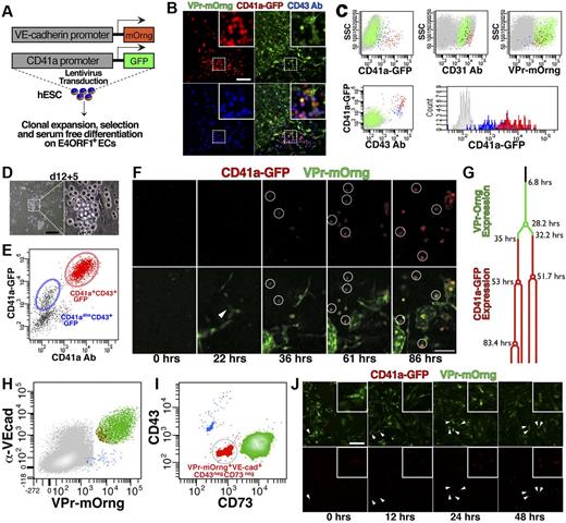 Figure 2. Hematopoietic derivatives of transgenic hESCs express the CD41a-GFP and originate from VPr-mOrange+ hemogenic ECs. (A) hESCs that were transduced with the vascular specific reporter transgene (VPr-mOrange) as well as a hematopoietic specific transgene (CD41a-GFP) were placed in serum-free differentiation coculture with E4ORF1+ ECs (see “Methods”). (B) At day 14 of differentiation, cells were observed that expressed the VPr-mOrange (green) and CD41a-GFP (red) transgenes, and were labeled by an allophycocyanin-conjugated CD43-specific antibody (blue). (C) At day 14 of differentiation, cultures were labeled for flow cytometry with antibodies specific for CD31 and CD43; scatter plots showing the distribution of CD41a-GFP+/CD43+ (red), CD41a-GFP−/CD43+ (blue), and remaining VPr-mOrange+ (green) cells are shown. (D-E) CD43+ derivatives were isolated at day 12 and cultured for an additional 5 days in the presence of hematopoietic cytokines, followed by labeling with an antibody specific for CD41a; a scatter plot of CD41a-GFP versus CD41a antibody identifies derivatives that dimly (blue) or strongly (red) expressed the CD41a-GFP transgene. (F) The VPr-mOrange/CD41a-GFP hESC line was differentiated on E4ORF1+ ECs for 11 days, and then time-lapse confocal microscopy was performed over the next 4 days. Panels shown are time 0, the first indications of VPr-mOrange expression in an isolated EC (22 hours), when the VPr-mOrange+ cell noted at time 0 began to display discernible expression of the CD41a-GFP transgene (36 hours), and late time points at 61 and 86 hours as the double-positive population expands. (G) Lineage dendrogram of hemogenic EC progression with the onset of VPr-mOrange expression (green) and the onset of CD41a-GFP expression (red); cell divisions are marked by circles. (H-J) At day 14 of differentiation, hESC-derived ECs were isolated based on a VPr-mOrange+VE-cadherin+CD43−CD73− phenotype (red in panels H-I) and continuously monitored by confocal time-lapse microscopy for > 60 hours. (J) Zero-, 12-, 24-, and 48-hour time points with arrowheads indicating an EC undergoing EHT. (B,D,J insets) Magnified views. Scale bars represent 100 μm.
