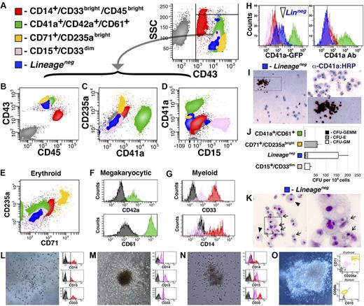 Figure 3. The CD41a-GFP dimLineage− population is composed of multipotent hematopoietic progenitors. (A-G) CD43+ cells were isolated from hESC differentiation at day 14 and cultured for an additional 5 days on hESC-derived ECs; flow cytometry was performed examining multiple parameters as shown in panels B through G. (E) Erythroid derivatives are indicated by colocalization of CD71 and CD235a. (F) Labeling of the CD41a fraction with CD42a and CD61 indicates megakaryocyte identity. (G) Labeling of the CD15+ and CD45bright populations with CD14 and CD33 indicates myeloid identity. (H) CD43+ cells were isolated from VPr-mOrange/CD41a-GFP hESCs at day 14 of differentiation and cultured for an additional 5 days on hESC-derived EC feeders, followed by labeling to distinguish Lineage− and Lineage+ populations; expression of CD41a-GFP transgene and CD41a surface antigen is shown for all populations. (I-O) CD41a-GFP dimLineage− cells indicated in panel H were collected for Megacult (I) and Methocult (J-O) colony assays. (J) The colony-forming potential of Lineage− cells was compared with Lineage+ populations, and the number of CFU-GEMM, CFU-E, and CFU-G/M were scored after 2 weeks. (L-O) The CD41a-GFP dimLineage− population was sorted as single cells directly into Methocult medium; after 15 days, clones were isolated and labeled and surface phenotype was assessed by flow cytometry. (J) Error bars represent SD among 3 replicates.