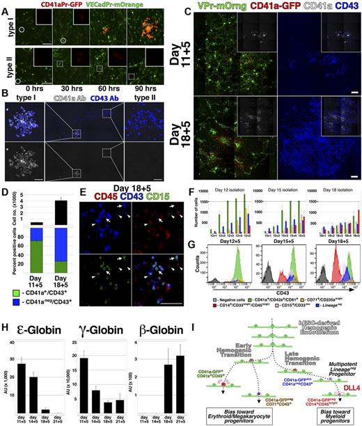 Figure 5. Lineage potential of hemogenic ECs varies with the stage of hESC differentiation. (A) Single time points from live confocal image capture shown in SV7 and 8 are shown at 30-hour intervals for type I and type II hemogenic conversion. (B) At the end of image capture, the time-lapse cultures shown in supplemental Videos 7 and 8 were labeled with antibodies specific for CD41a and CD43; staining of type I and type II hemogenic derivatives is shown. (C-E) VPr+CD73−CD34+ ECs were isolated from differentiation of VPr-mOrange/ CD41a-GFP hESCs at day 11 and day 18 and cultured in parallel under continuous observation by confocal microscopy (SV10); after 5 days, cultures were labeled with fluorophore-conjugated antibodies to identify CD41a and CD43 cells. (D) The relative surface area of total CD43+ cells (black) and the proportion of CD41a+CD43+ (green) to CD41a−CD43+ (blue) populations were calculated using ImageJ Version 1.43 software. (E) Cultures that were recorded in the time-lapse video were also labeled with antibodies to CD15 (green) and CD45 (red); arrows indicate CD15+ cells; and arrowheads, CD43dimCD45+ cells. (F-G) CD43+ cells were isolated from parallel VPr-hESC differentiation cultures at multiple 12-, 15-, and 18-day time points and expanded in coculture with hESC-derived ECs for an additional 5 days. Cells were labeled each day with antibodies to identify Lineage− and Lineage+ populations, and their distribution was quantified at each day during expansion. (H) Hematopoietic progenitors were isolated from hESC differentiation cultures at variable time points and expanded for 5 days; after expansion, CD71+ cells were isolated, and expression of ϵ, γ, and β globins was measured by quantitative PCR. (I) A schematic representation of distinct early and late phases of EHT during hESC differentiation. (D) Error bars represent SD between duplicate samples. (F,H) Error bars represent SD among triplicates. Scale bars represent 100 μm.