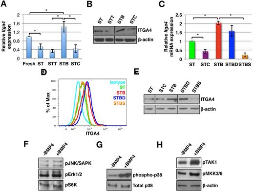 Figure 2. BMP4-induced activation of ITGA4 expression is mediated via SMAD independent p38 MAPK phosphorylation. KLS cells were cultured with SCF+TPO in addition to BMP4 alone or combined with various inhibitors, for 5 days (ST = SCF/TPO; STC = SCF/TPO/CHD; STT = SCF/TPO/TSG; STB = SCF/TPO/BMP4; STBD = SCF/TPO/BMP4/Dorsomorphin; STBS = SCF/TPO/BMP4/SB203580), and analyzed by qRT-PCR, Western blot and flow cytometry. (A) Fold change in Itga4 transcript levels in KLS progeny from cultures stimulated with SCF+TPO and either BMP4, CHD, or TSG compared with KLS progeny from SCF+TPO cultures (n = 6; *P < .05). (B) Immunoblotting with antibodies against ITGA4 and β-actin (n = 3). (C) qRT-PCR analysis for Itga4 using KLS progeny cultured with ST, STC, STB, STBD, and STBS. (n = 3; *P < .05). (D). FACS analysis of KLS progeny cultured with ST, STB, STBD, and STBS using antibodies against ITGA4 (n = 4). (A) Western blot analysis using antibodies against ITGA4 and β-actin in KLS progeny cultured with ST, STC, STB, STBD, and STBS. (E) Western blot analysis of KLS progeny cultured with ST or STB using phospho-specific antibodies against JNK/SAPK, Erk1/2, and S6 kinase. (F) Western blot analysis of KLS progeny cultured with ST, STB using antibodies against phospho-p38 MAPK and total p38 MAPK. (G) Western blot analysis of KLS progeny cultured with ST or STB using antibodies against phospho-TAK1 and phospho-MKK3/6. β-actin was used as internal control (representative for panels D through F). All western blots are representative examples of 3 independent experiments.