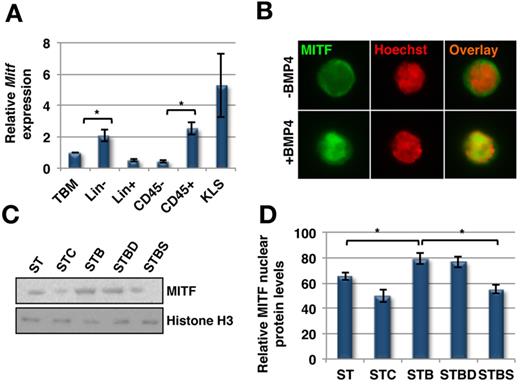 Figure 4. SMAD independent BMP4 signaling leads to activation of MITF. (A) Quantitative RT-PCR for Mitf expression in different subpopulations of mouse BM (n = 3, P < .04). (B-D) KLS cells were cultured with SCF+TPO in addition to BMP4 alone or combined with dorsomorphin or SB203580, for 5 days (ST = SCF/TPO; STC = SCF/TPO/Chd; STB = SCF/TPO/BMP4; STBD = SCF/TPO/BMP4/Dorsomorphin; STBS = SCF/TPO/BMP4/SB203580), and analyzed by Western blot or immunostaining. (B) Immunostaining with an antibody against MITF and Hoechst33342. Representative example of 3 experiments. (C) Western blotting on nuclear extracts of KLS cell progeny with antibodies against MITF and Histone H3 as control. Representative example of 3 experiments. (D) Quantification of nuclear MITF protein levels in KLS cell progeny cultured for 5 days by densitometric analysis of MITF and histone H3 intensities (n = 3; *P < .04).