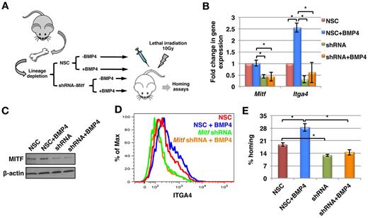 Figure 5. MITF is essential for BMP4-mediated increase in ITGA4 expression, and HSPC homing. (A) Schematic representation of Mitf knockdown experiments. Lin− cells were transduced with a lentiviral vector containing doxycycline inducible anti–Mitf-shRNA or nonsilencing construct (NSC). Expression of the shRNA was induced with doxycycline and the transduced cells were selected using hygromycin. Expression of the anti–Mitf-shRNA or NSC was detected by RFP expression. Mitf-KD and NSC Lin− progeny were then cultured with or without BMP4 and evaluated by qRT-PCR, Western blotting, FACS and in vivo homing assays. (B) qRT-PCR for Mitf and Itga4 expression (n = 3; P < .02). (C) Western blotting using antibodies against MITF and β-actin. Representative example of 3 independent experiments. (D) FACS analysis with antibodies against ITGA4. Representative example of 3 experiments. (E) KLS cell progeny (0.1 × 106) from the different cultures were transplanted intravenously in lethally irradiated mice, and the BM harvested after 16 hours. Total BM cells (0.1 × 106) were assayed in methylcellulose colony forming assay, Percentage homing was determined by comparing total CFU-Cs homed with CFU-Cs injected (n = 3, P < .02).