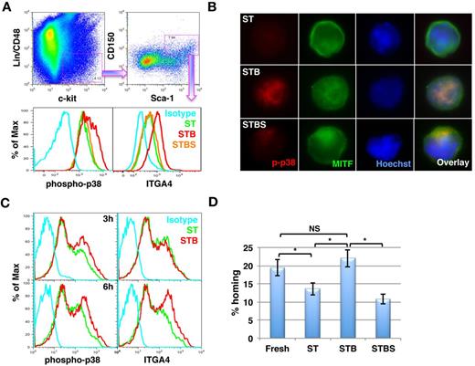 Figure 6. BMP4 enhances ITGA4 expression via p38 phosphorylation in KLS/CD150+CD48− cells within 6 hours. (A-B) Lin− BM cells were cultured in serum free medium in the presence of SCF+TPO in the presence or absence of BMP4 alone or with SB203580 for 5 days. ST = SCF/TPO; STB = SCF/TPO/BMP4; STBS = SCF/TPO/BMP4/SB203580. (A) After 5 days, flow cytometry was performed to analyze p38 MAPK phosphorylation as well as ITGA4 expression. The cells were harvested and stained with antibodies against Lineage positive cells, CD48, CD150, Sca-1, and c-Kit combined with anti–phospho-p38 MAPK or ITGA4 antibodies. CD48−CD150+KLS cells were gated (top panel) and the levels of phosphorylated p38 MAPK (bottom left) and ITGA4 expression (bottom right) were compared among different conditions. Representative example of 5 experiments. (B)The CD48−CD150+KLS subpopulation was sorted from Lin− BM cell progeny cultured under the different conditions. Immunostaining was performed to evaluate p38 MAPK and MITF activation using antibodies against phospho-p38 MAPK and MITF. Representative example of 3 experiments. (C) Fresh KLS cells were cultured in the presence of SCF+TPO with or without BMP4 for 3 hours (top panel) and 6 hours (bottom panel). Flow cytometry was performed to analyze phosphorylation status of MAPK p38 (left) and ITGA4 (right) expression. Representative example of 4 independent experiments. (D) Homing potential of KLS cells cultured for 6 hours in SCF+TPO with or without BMP4 was compared with freshly isolated KLS cells (n = 8; *P = .002).