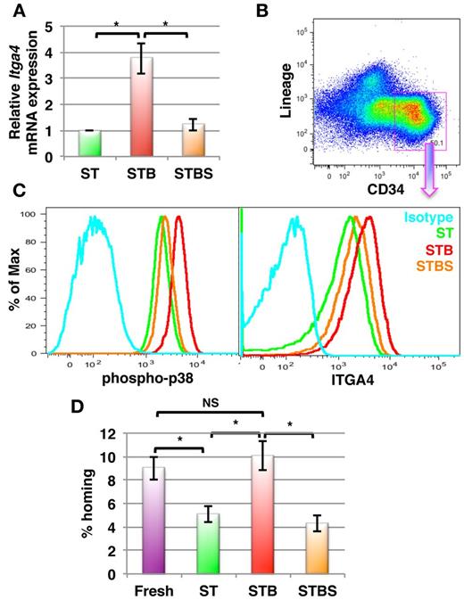 Figure 7. BMP4 increases ITGA4 expression in human BM-derived HSPCs resulting in better homing after transplantation in mice. Human BM derived Lin−CD34+ cells were cultured with SCF+TPO with or without BMP4 alone or with SB203580 for 5 days (ST = SCF/TPO; STB = SCF/TPO/BMP4; STBS = SCF/TPO/BMP4/ SB203580). Levels of ITGA4 mRNA were assessed by qRT-PCR, expression of phospho-p38 MAPK and ITGA4 by FACS, or cells were used for in vivo homing assays. (A) qRT-PCR analysis for ITGA4 in hBM derived Lin−CD34+ progeny from ST, STB and STBS cultures. (n = 5; * P < .01). (B-C) Lin−CD34+ BM progeny were harvested and stained with antibodies against Lineage markers, CD34, phospho-p38 MAPK or ITGA4. Lin−CD34+ cells were gated (B), and phosphorylated p38 MAPK levels (C, left) and ITGA4 levels (C, right) were compared among different conditions by FACS. Representative example of 5 experiments. (D) Freshly isolated or cultured hBM Lin−CD34+ cells (0.1 × 106) were transplanted intravenously in lethally irradiated Rag2−/−Il2Rγc−/− mice, BM was harvested after 16 hours and CFU-Cs enumerated in the recipient BM. Percentage homing was determined by comparing total CFU-Cs homed with CFU-Cs injected (n = 8, P < .005).