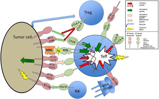 Figure 2. Expression of B7 family members and their receptors have complex interactions with the tumor immune environment. Treg indicates T regulatory cells; Teff, T effector cells; ????, limited evidence base for mechanism; Ag, antigen presented in MHC complex; MHC, major histocompatibility complex; and TCR, T cell–receptor complex.