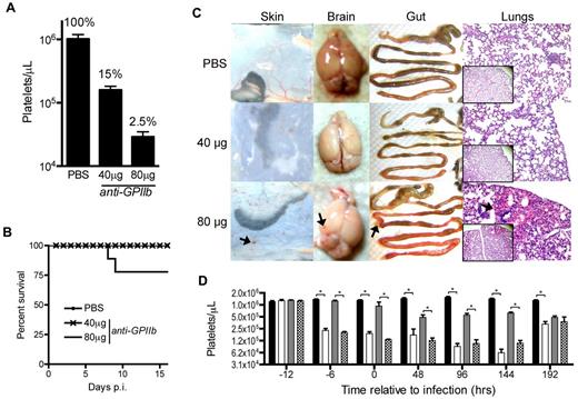 Figure 1. Approximately 15% of the total platelet count is sufficient to prevent lethality and peripheral organ hemorrhage during LCMV Armstrong infection. (A) Circulating platelet counts 24 hours after intraperitoneal injection of PBS, 40 μg, or 80 μg of anti-GPIIb monoclonal antibody. Groups of 5 animals per treatment, of at least 2 independent experiments. Error bars are SEM. (B) Survival of LCMV Armstrong infection after platelet depletion treatment. Mice were injected intraperitoneally with PBS, 40 μg, or 80 μg of anti-GPIIb monoclonal antibody and infected 12 hours later with 2 × 106 PFU of LCMV Armstrong intravenously. Depletion treatment was repeated 2 and 4 days after infection and survival was monitored daily for 16 days. The plot shows at least 8 animals per group from the combination of 2 experiments. (C) Signs of hemorrhage observed in infected animals treated with 80 μg of anti-GPIIb antibody. Animals treated as in panel B were killed at day 8 after infection. Skin, brains, and guts were dissected and photographed and lungs were histologically processed, H&E-stained, and micrographs were taken (100× and 40× insets). Arrows indicate hemorrhagic spots. (D) Kinetics of the thrombocytopenia induced by the anti-GPIIb treatment and the LCMV Armstrong infection (40 μg of anti-GPIIb, 12 hours before and, 2 and 4 days after LCMV Armstrong infection or PBS injection). Platelet counts were determined at the indicated time points for nontreated and noninfected mice (black bars), treated and noninfected mice (open bars), nontreated and infected mice (gray bars), and treated and infected mice (checkered bars). Error bars represent SEM (*P < .05). Data of 2 separate experiments, with 5 animals per group per experiment.