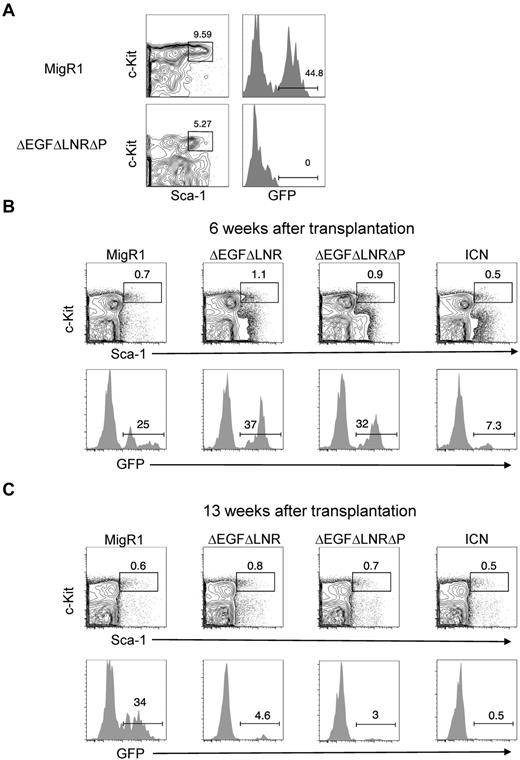 Figure 1. Weak, nonleukemogenic Notch alleles and strong, leukemogenic Notch alleles progressively deplete HSC activity and numbers over time. (A) Lethally irradiated mice were reconstituted with 5-FU–treated donor C57BL/6 BM cells transduced with MigR1 control or activated Notch1 (ΔEGFΔLNRΔP). BM cells at 6 weeks after transplantation were analyzed for donor-derived hematopoietic progenitor cells (GFP+Lineage−Sca-1+c-Kit+). Representative flow cytometry plots are shown. (B-C) Lethally irradiated CD45.1+ congenic mice were reconstituted with 5-FU–treated donor Rag1−/− CD45.2+ BM cells transduced with MigR1 control or activated Notch1 alleles (ΔEGFΔLNR, ΔEGFΔLNRΔP, and ICN). At 6 weeks (B) and 13 weeks (C) after transplantation, cells were gated on the HSC compartment (Lineage−Sca-1+c-Kit+Flt3−) and analyzed for donor reconstitution (GFP+). Experiments were performed twice.