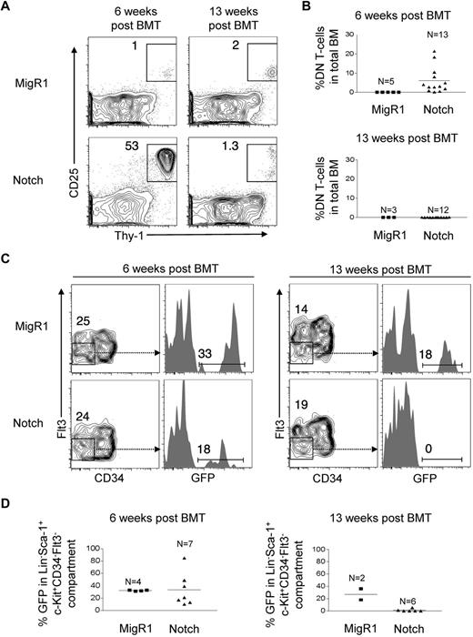 Figure 2. Notch progressively depletes HSC activity and numbers over time. (A) Lethally irradiated CD45.1+ congenic mice were reconstituted with 5-FU–treated donor Rag1−/−CD45.2+ BM cells transduced with MigR1 control or activated Notch1 (ΔEGFΔLNRΔP). BM DN T-cell production (Thy-1+CD25+) was measured at 6 weeks and 13 weeks after transplantation. Cells are gated on the CD45.2+GFP+Lineage− cells. (B) Scatter plot analysis of DN T-cell production by MigR1 controls and Notch mice at 6 and 13 weeks after transplantation. (C) The LT-HSC compartment (Lineage−Sca-1+c-Kit+CD34−Flt3−) was measured for donor reconstitution by GFP+ MigR1 control and Notch-activated HSCs at 6 and 13 weeks after transplantation. (D) Scatter plot analysis of donor-derived (GFP+) HSCs (Lineage−Sca-1+c-Kit+CD34−Flt3−) at 6 and 13 weeks after transplantation. Experiments were performed 3 times.