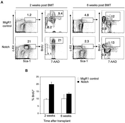 Figure 3. HSPCs are transiently driven into cell cycle by Notch signaling. (A) Lethally irradiated mice were reconstituted with 5-FU–treated donor Rag1−/− BM cells transduced with MigR1 control or activated Notch1. At 2 weeks and 6 weeks after transplantation, the mice were injected with BrdU and then killed 16 hours later. (A) The donor-derived BM HSPC compartment (GFP+Lineage−Sca-1+c-Kit+) was stained with 7-AAD and intracellular antibody against BrdU. Cells entering cell cycle are BrDU+ with 2N DNA content by 7-AAD stain. Apoptotic cells are BrdU− and found in the sub2N region of the 7-AAD stain. (B) Bar graph analysis of BrdU+ MigR1 control and Notch HSPCs entering cell cycle at 2 and 6 weeks after transplantation. Three mice per condition.