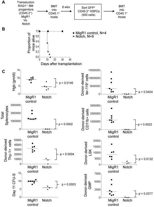 Figure 4. Noncompetitive transplantation of Notch-activated HSPCs leads to hematopoietic failure. (A) Lethally irradiated CD45.1+ congenic mice were reconstituted with 5-FU–treated donor CD45.2+Rag1−/− BM cells transduced with MigR1 control or activated Notch1. At 6 weeks after transplantation, CD45.2+GFP+Lineage−Sca-1+c-Kit+ cells (HSPCs) were sorted and transplanted into CD45.1+ hosts at 500 cells per mouse. (B) Kaplan-Meier graph showing the proportion of mice alive after transplantation. (C) Scatter plot analysis of moribund mice at 11 days after transplantation showing peripheral blood hemoglobin concentration; absolute numbers of total donor-derived (CD45.2+GFP+) splenocytes, splenic ter119+ erythroid cells, splenic CD11b+ myeloid cells, Thy-1+ T cells, splenic Lineage−Sca-1+c-Kit+ HSPCs, and splenic Lineage−Sca-1−c-Kit+CD34+CD16/62hi granulocyte-macrophage progenitors (GMPs); and day 11 CFU-S colonies. The experiment was performed twice; 4 mice for MigR1 and 9 mice for activated Notch1.