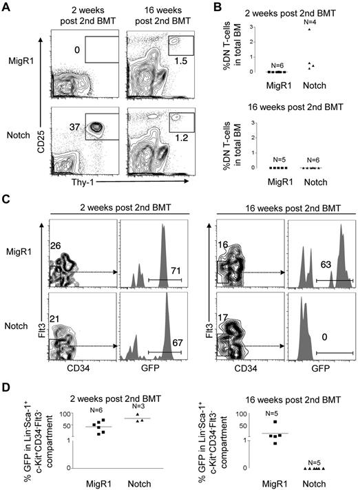Figure 5. Competitive transplantation of Notch-activated HSPCs leads to progressive exhaustion of HSC activity and numbers. A similar experiment was performed as in Figure 4A but with the addition of 200 000 whole CD45.1+ BM cells to prevent mortality from hematopoietic failure. (A) BM DN T-cell production (Thy-1+CD25+) in MigR1 control and Notch mice was measured in the BM at 2 and 16 weeks after transplantation. (B) Scatter plot analysis of DN T-cell production by MigR1 controls and Notch mice at 2 and 16 weeks after transplantation. (C) The LT-HSC compartment (Lineage−Sca-1+c-Kit+CD34−Flt3−) was measured for donor reconstitution by GFP+ MigR1 control and Notch-activated LT-HSCs at 2 and 16 weeks after transplantation. (D) Scatter plot analysis of donor-derived (GFP+) LT-HSCs (Lineage−Sca-1+c-Kit+CD34−Flt3−) at 2 and 16 weeks after transplantation. Experiment was performed 3 times. MigR1, 6 mice at 2 weeks; 5 mice at 16 weeks. Notch, 3 mice at 2 weeks; 6 mice at 16 weeks.