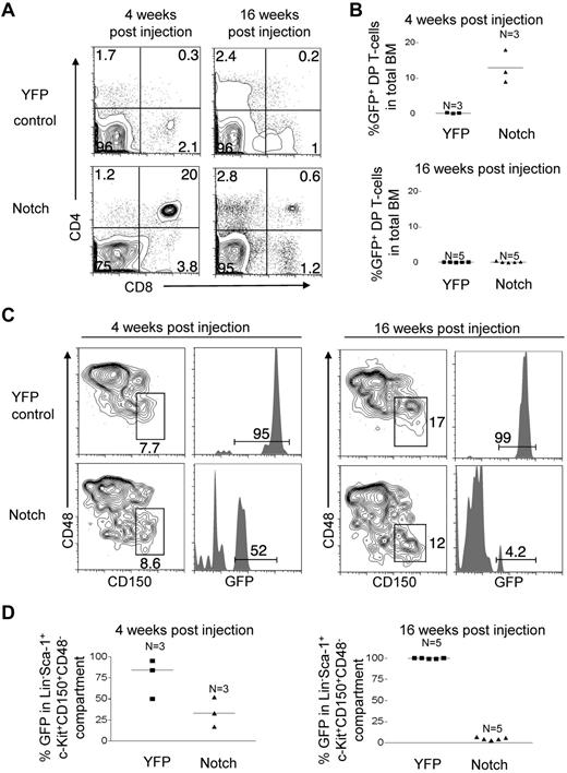 Figure 6. Notch progressively depletes LT-HSC activity and numbers over time in nontransplanted Rosa26-Flox-STOP-Flox-Notch-GFP mice. Mx-cretgRosa26-Flox-STOP-Flox-YFP control mice (“YFP control”) and Mx-cretgRosa26-Flox-STOP-Flox-ICN-GFP (“Notch”) mice were injected with pI-pC to activate YFP control and ICN-GFP, respectively in HSCs. (A) BM DP T-cell production (CD4+CD8+) by the HSC compartment was measured at 4 and 16 weeks after injection in YFP control and Notch mice. (B) Scatter plot analysis of BM DP T-cell production by YFP control and Notch mice at 4 and 16 weeks after injection. (C) The LT-HSC compartment (Lineage−Sca-1+c-Kit+CD150+CD48−) was measured for the donor-derived cells (YFP+ or GFP+) in YFP control and Notch mice at 4 and 16 weeks after injection. (D) Scatter plot analysis of donor-derived (YFP+ or GFP+) LT-HSCs (Lineage−Sca-1+c-Kit+CD150+CD48−) in YFP control and Notch mice at 4 and 16 weeks after injection. One experiment was performed; 3 mice per condition at 4 weeks and 5 mice per condition at 6 weeks.