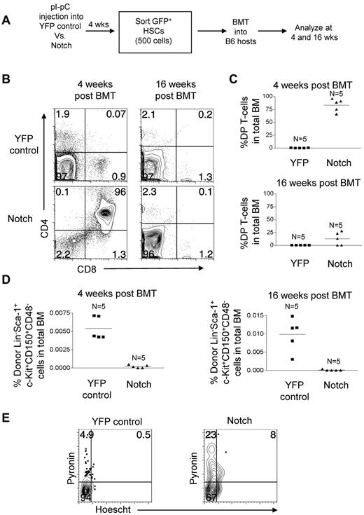 Figure 7. Competitive transplantation of Notch-activated LT-HSCs from Rosa26-Flox-STOP-Flox-ICN-GFP mice leads to cell autonomous exhaustion of HSC activity and numbers. (A) Mx-cretgRosa26-Flox-STOP-Flox-YFP (“YFP control”) mice and Mx-cretgRosa26-Flox-STOP-Flox-ICN-GFP (“Notch”) mice were injected with pI-pC to activate YFP and ICN-GFP, respectively in HSCs. Then, 4 weeks later YFP+ or GFP+ Lineage−Sca-1+c-Kit+CD150+CD48− BM cells (HSCs) were sorted and transplanted into syngeneic hosts at 500 cells per mouse along with 200 000 whole syngeneic BM cells. (B) BM DP T-cell production (CD4+CD8+) in YFP control and Notch mice was measured in the bone marrow at 4 and 16 weeks after transplantation. (C) Scatter plot analysis of DP T-cell production by YFP control and Notch mice at 4 and 16 weeks after transplantation. (D) The LT-HSC compartment (Lineage−Sca-1+c-Kit+CD150+CD48−) was measured for donor reconstitution by YFP+ control and Notch HSCs at 4 and 16 weeks after transplantation. Scatter plot analysis of donor-derived (YFP+ or Notch) LT-HSCs (Lineage−Sca-1+c-Kit+CD150+CD48−) at 4 and 16 weeks after transplantation. (E) Cell-cycle analysis was performed in sorted YFP control and Notch LT-HSCs (YFP+ or GFP+ Lineage−Sca-1+c-Kit+CD150+CD48− BM cells). Propidium iodide+ cells were excluded. Pyronin+/Hoechst 33 342+ cells (top left quadrant) are in G1. Pyronin−/Hoescht− cells (bottom left quadrant) are in G0. Pyronin+/Hoechst 33 342+ cells (top right quadrant) are in S/G2/M.