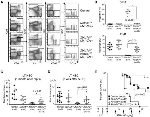 Figure 4. Notch1 loss rescued aberrant lymphoid fate determination and HSC defects in Lrf knockout mice. (A) Representative FACS profiles of BM B-cell compartments in control, Lrf knockout (Zbtb7aFlox/FloxMx1-Cre+), Notch1 knockout (Notch1Flox/FloxMx1-Cre+), and Lrf/Notch1 double-knockout (Zbtb7aFlox/FloxNotch1Flox/FloxMx1-Cre+) mice 1 month after the last pIpC injection. (B) Proportions of DP T (top) and pre-B cell compartments (bottom) in BM. Horizontal black bars: average value; error bars: standard deviation. (C) Numbers of LT-HSCs recovered in Lrf knockout mice on Notch1 loss. Dot graph shows absolute numbers of LT-HSCs per 2 legs in indicated mice 1 month after the last pIpC injection. Horizontal black bars: average value; error bars: standard deviation. (D) LT-HSCs numbers recover normally after 5-FU challenge in Lrf/Notch1 double-knockout mice. Dot graph shows absolute numbers of LT-HSCs per 2 legs in indicated mice 3 weeks after 5-FU treatment. Horizontal black bars: average value; error bars: standard deviation. (E) Survival curves after sequential 5-FU treatment. 5-FU (100 mg/kg) was administered weekly. Survival rates in each group were analyzed and P value calculated using a log-rank Mantel-Cox test.