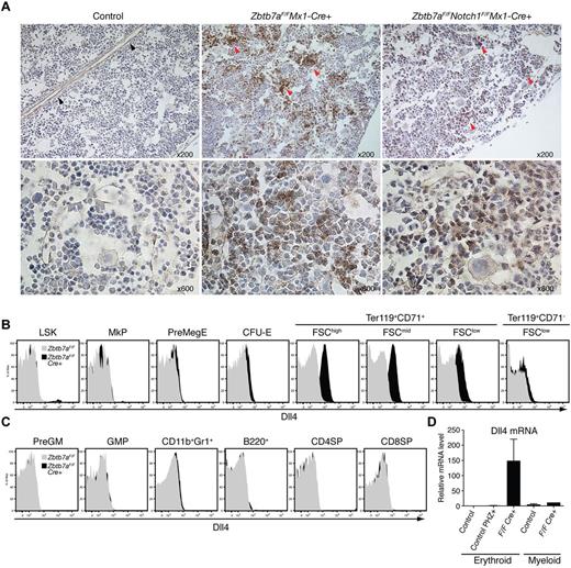 Figure 5. Lrf represses expression of Dll4 protein and mRNA in an erythroblast-specific manner. (A) Immunohistochemstry (IHC) of Dll4 in paraffin-embedded BM sections from indicated mice. Magnification: 200× (top row) and 600× (bottom row). Dll4 expression was evident only in mature endothelium of control mice (top, left; black arrowheads), whereas clusters of Dll4-positive cells (red arrowheads) were observed in Lrf knockout and Lrf/Notch1 double-knockout mice. (B) Dll4 expression levels during erythroid differentiation were examined by FACS in control (gray) and Lrf knockout mice (black) 1 month after pIpC injections. Representative FACS histograms of cell surface Dll4 at each differentiation stage are shown. MkP (megakaryocyte progenitor); PreMegE (pre-megakaryocyte–erythrocyte progenitor); CFU-E: colony-forming units-erythroid and FSC (forward scatter: cell size). (C) Dll4 expression levels in myelo/lymphoid lineage cells. PreGM: pre-granulocyte macrophage progenitor and GMP: granulocyte macrophage progenitor. (D) Dll4 mRNA levels were determined by qRT-PCR in FACS-sorted BM erythroid and myeloid cells from control, PHZ-treated control, and Lrf knockout (Zbtb7aFlox/FloxMx1-Cre+, one month after pIpC) mice. Bar graphs show relative expression levels for each fraction. Error bars: standard deviation.