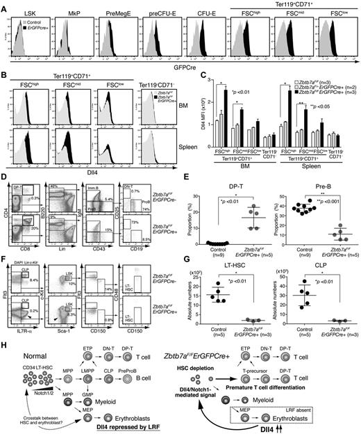 Figure 7. Erythroid-specific deletion of the Lrf gene promotes aberrant lymphoid differentiation and HSC depletion. (A) Expression of the GFPCre fusion protein is limited to erythroid lineage cells. Representative FACS profile of BM cells from control and ErGFPCre+ mice are shown. (B) Dll4 is up-regulated in erythroblasts of Zbtb7aFlox/FloxErGFPCre+ mice. Representative FACS profiles of BM (top) and spleen (bottom) cells are shown. (C) Graph shows MFI scores of Dll4 staining in erythroid (Ter119+CD71+) and nonerythroid (Ter119−CD71−) cells of control (white), Zbtb7aFlox/+ErGFPCre+ (gray), and Zbtb7aFlox/FloxErGFPCre+ (black) mice. Error bars: standard deviation. (D) Hematopoietic development in the BM was analyzed in 1-month-old mice. Representative FACS profiles for each group are shown. (E) Dot graph shows proportions of DP T and pre-B cell compartments in BM. Horizontal black bars: average value. Error bars: standard deviation. (F) Representative HSC/progenitor FACS profiles of control (Zbtb7aFlox/Flox) and erythroid-specific Lrf conditional knockout mice (Zbtb7aFlox/FloxErGFPCre+). Experiments were performed as described in Figure 1A. Aberrant T-cell progenitors within the Lin− fraction are indicated by arrowheads. (G) Dot graphs of absolute counts (per 2 legs) of LT-HSCs and CLPs. Horizontal black bars: average value. Error bars: standard deviation. (H) Notch proteins are expressed in the most primitive CD34− LT-HSCs. No or weak Notch1/Dll4-mediated signals are transmitted to CD34− LT-HSCs under physiologic conditions and no premature T-cell differentiation occurs in the BM (left). In Lrf knockout mice, Dll4 is up-regulated (or de-repressed) in erythroblasts. When CD34− LT-HSCs expressing high levels of Notch are stimulated by the high affinity Notch ligand Dll4, they receive T-instructive signals and differentiate into T cells in the BM, resulting in HSC depletion.