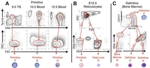 Figure 1. Isolation of primitive and definitive erythroid cells at specific stages of maturation. (A) Because primitive erythroid cells mature semisynchronously, progressive cell stages were isolated from E9.5 yolk sacs (proerythroblasts, P), E10.5 blood (basophilic erythroblasts, B), E12.5 blood (polychromatic/orthochromatic erythroblasts, O), and E15.5 blood (reticulocytes, R, using Ter119 expression, DNA content, and FSC/SSC characteristics. (B) Co-circulating primitive and fetal definitive reticulocytes were isolated from E15.5 blood using FSC/SSC characteristics, Ter119 expression, RNA content (Thiazole Orange, TO), and lack of DNA (VybrantViolet, VV), as described previously.15 (C) Definitive erythroblasts were isolated from BM (shown) and fetal liver (not shown), using Ter119lokit+ for P, Ter119+, VVhigherTOhigher for B, VVlowerTOlower for O, and Ter119+TO+VV− for R. A representative example of each primitive and definitive erythroid cell is shown.