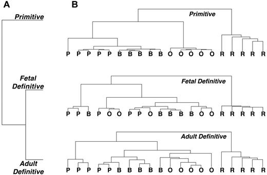 Figure 2. Clustering diagrams indicating reproducibility of replicate samples. (A) Definitive erythroid lineages cluster more closely to each other than to the primitive erythroid lineage. (B) Reproducibility of primitive and BM definitive erythroid sample replicates clearly separates the replicates by maturational stage. Fetal definitive erythroid replicate samples are less clearly resolved, with only the reticulocyte stage clearly separated from the erythroblast stages. P indicates proerythroblast; B, basophilic erythroblast; O, polychromatophilic/orthochromatic erythroblasts; and R, reticulocyte.