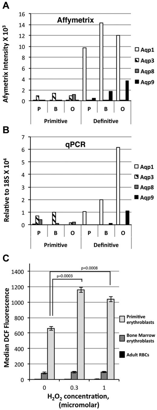 Figure 6. Differential expression of aquaporin gene transcripts in primitive and adult definitive erythroid cells. Aqp1, Aqp3, Aqp8, and Aqp9 expression in primitive and BM definitive erythroblasts quantitated by Affymetrix intensity (A) and qPCR (B) relative to 18S RN(A) (C). Primitive erythroblasts (E10.5) have higher baseline levels of ROS compared with adult definitive erythroblasts and circulating RBCs. Exogenous H2O2 causes ROS to accumulate in primitive but not definitive erythroblasts.