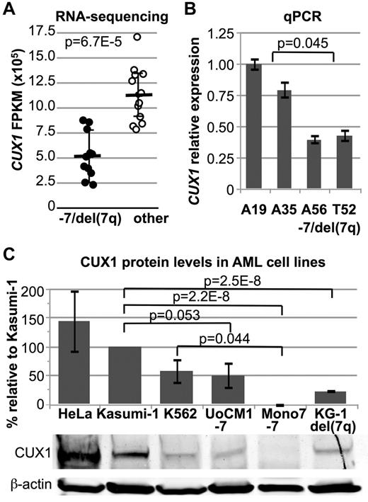 Figure 3. CUX1 RNA and protein levels are haploinsufficient in AML cells with loss of 7q22. (A) CUX1 expression levels in RNA-sequenced leukemia samples. Samples are divided into those with −7/del(7)(q22) (●) and other samples (○). Each circle represents an individual sample. P value calculated by Wilcoxon rank test. (B) Quantitative RT-PCR of CUX1 in RNA from primary patient samples. A19 and A35 have a normal karyotype, and A56 and T52 have −7/del(7q). One representative experiment of 3 independent experiments is shown. Samples with −7/del(7q) have 45.8% ± 2.4% of the level of CUX1 expressed by other samples (P = .045, comparing the mean within 1 experiment, A19 and A35 vs A56 and T52). (C) Protein lysates from human AML cell lines were probed for CUX1 protein by Western blot. UoCM1, Mono7, and KG-1 have −7/del(7q) karyotypes. HeLa, K562, and Kasumi-1 cell lines were used as controls. The full-length p180 protein isoform of CUX1 is shown. The same blot was probed for and normalized to β-actin. Error bars represent ± SEM from 3 independent experiments.